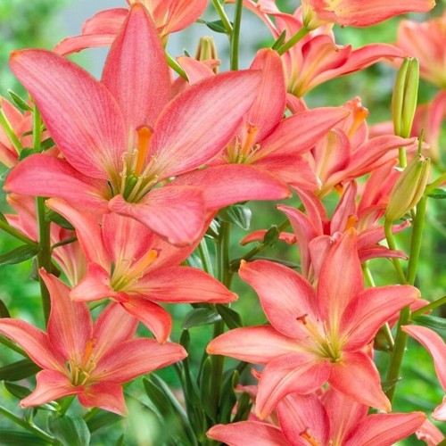 Lilium 'Little Kiss' - Liilia 'Little Kiss' P11/0,75L